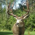 Mule Deer Mule Deer